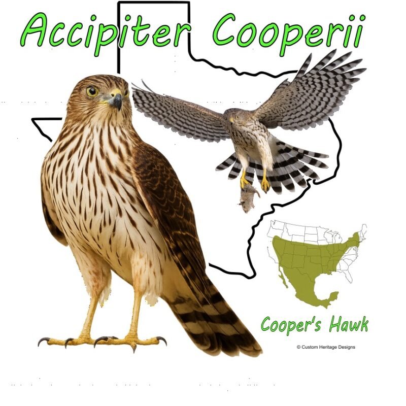 ;Coopers Hawk Accipiter Cooperii - Graphic T
