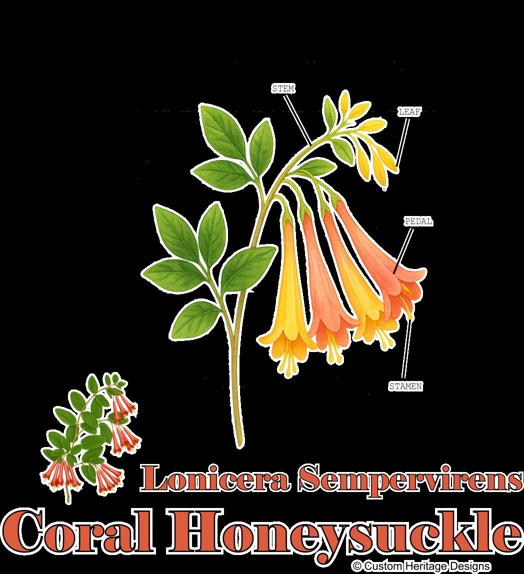 Coral Honeysuckle Lonicera sempervirens - Graphic T