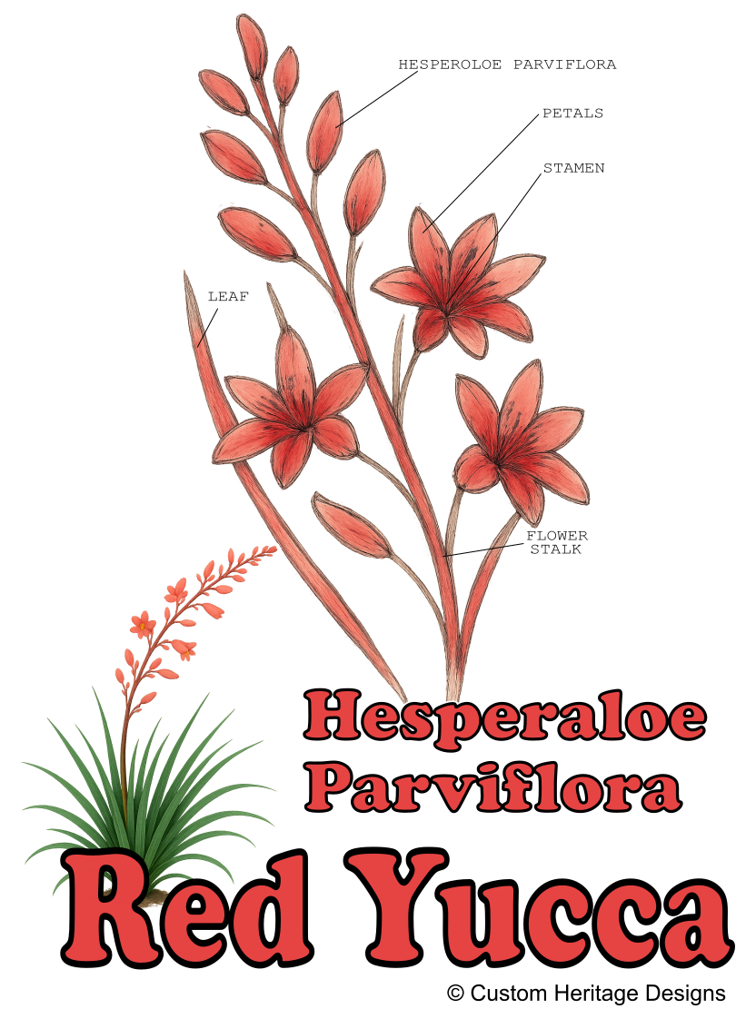 Hesperaloe parviflora - Graphic T