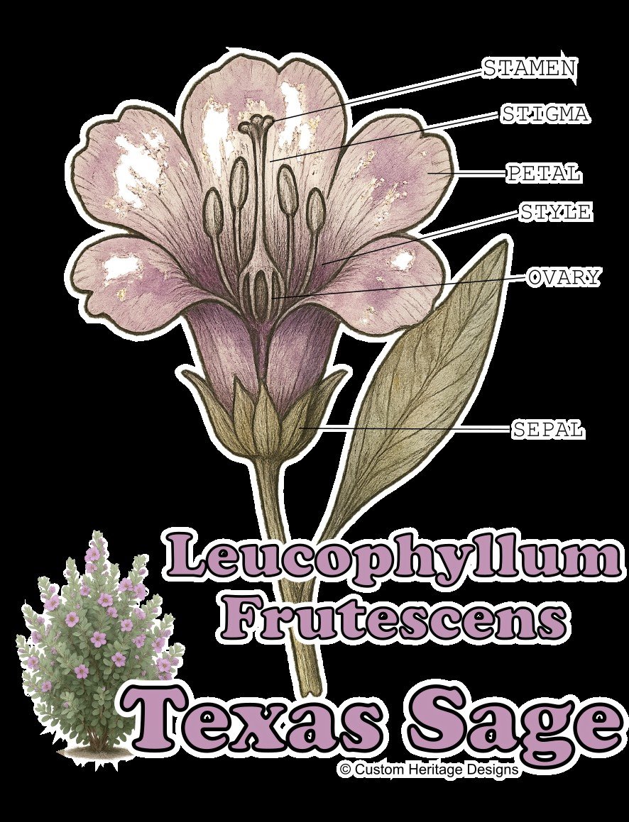 Leucophyllum frutescens - Graphic T