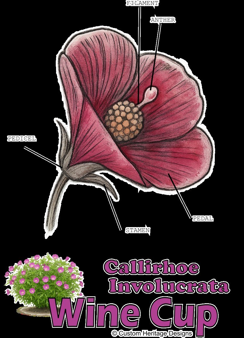 Wine Cup Callirhoe involucrata - Graphic T