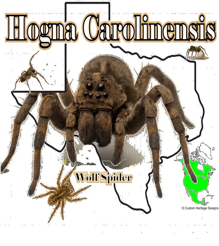 Wolf Spider Hogna Carolinensis - Graphic T