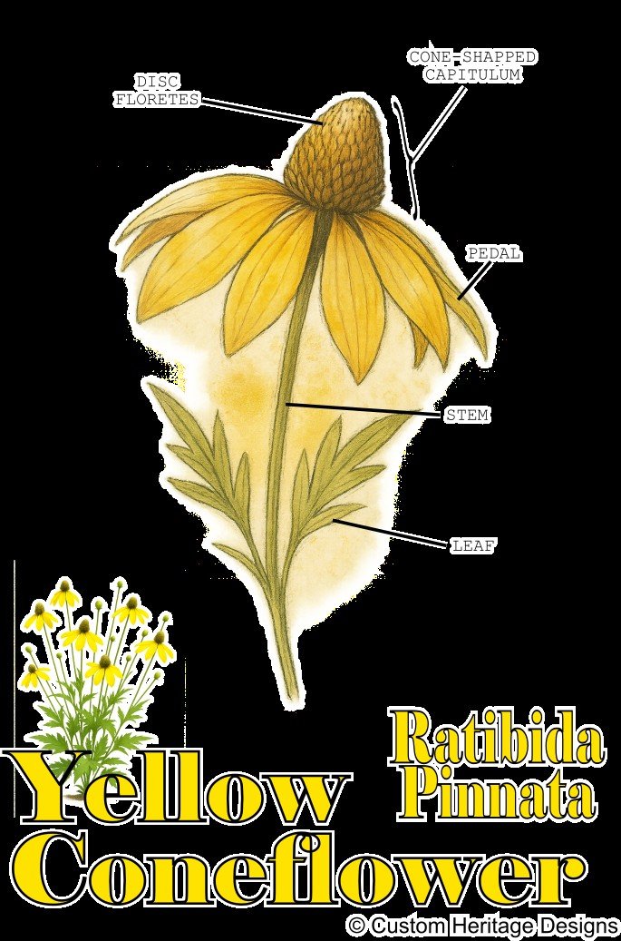 Ratibida pinnata - Graphic T